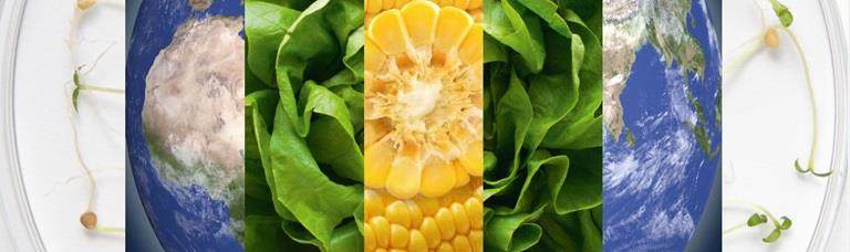 Fotocompilatie die Incotec zaadverbetering representeert: zaailingen in petrischaal, de aarde, groenten en veldgewassen