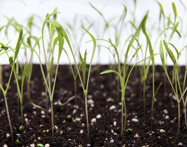 Carrot seedlings