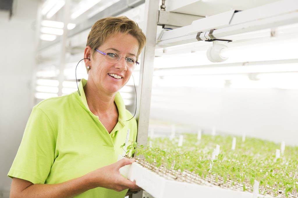 Groen in de kas