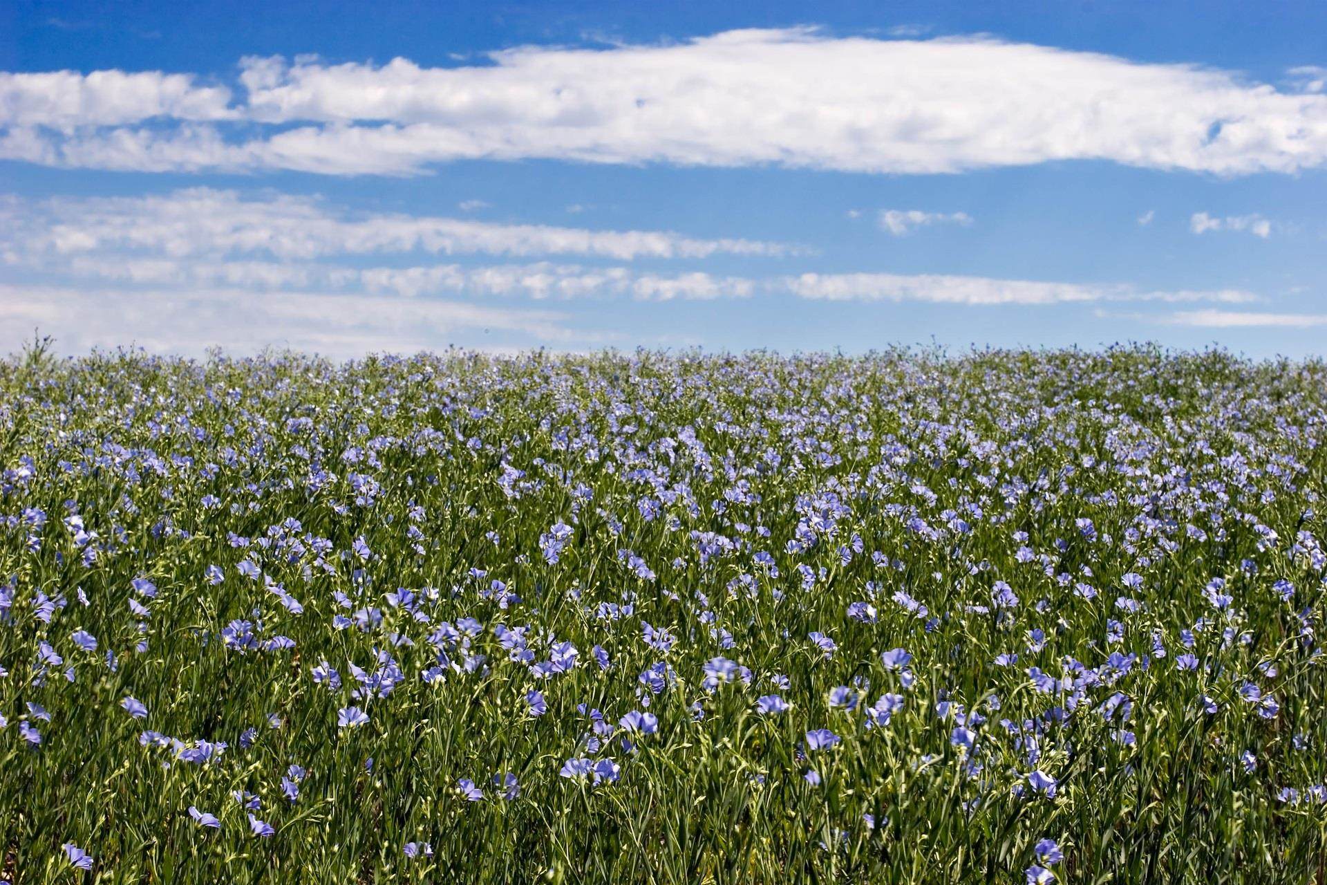 Linseed