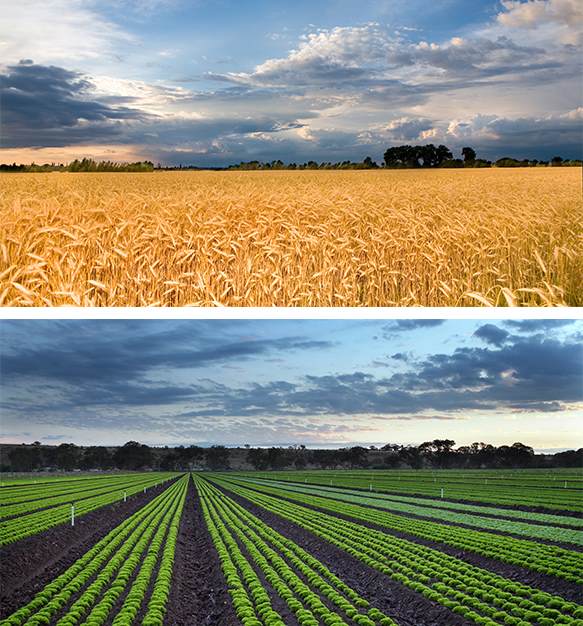 Seed enhancements to improve field performance tailored to your region