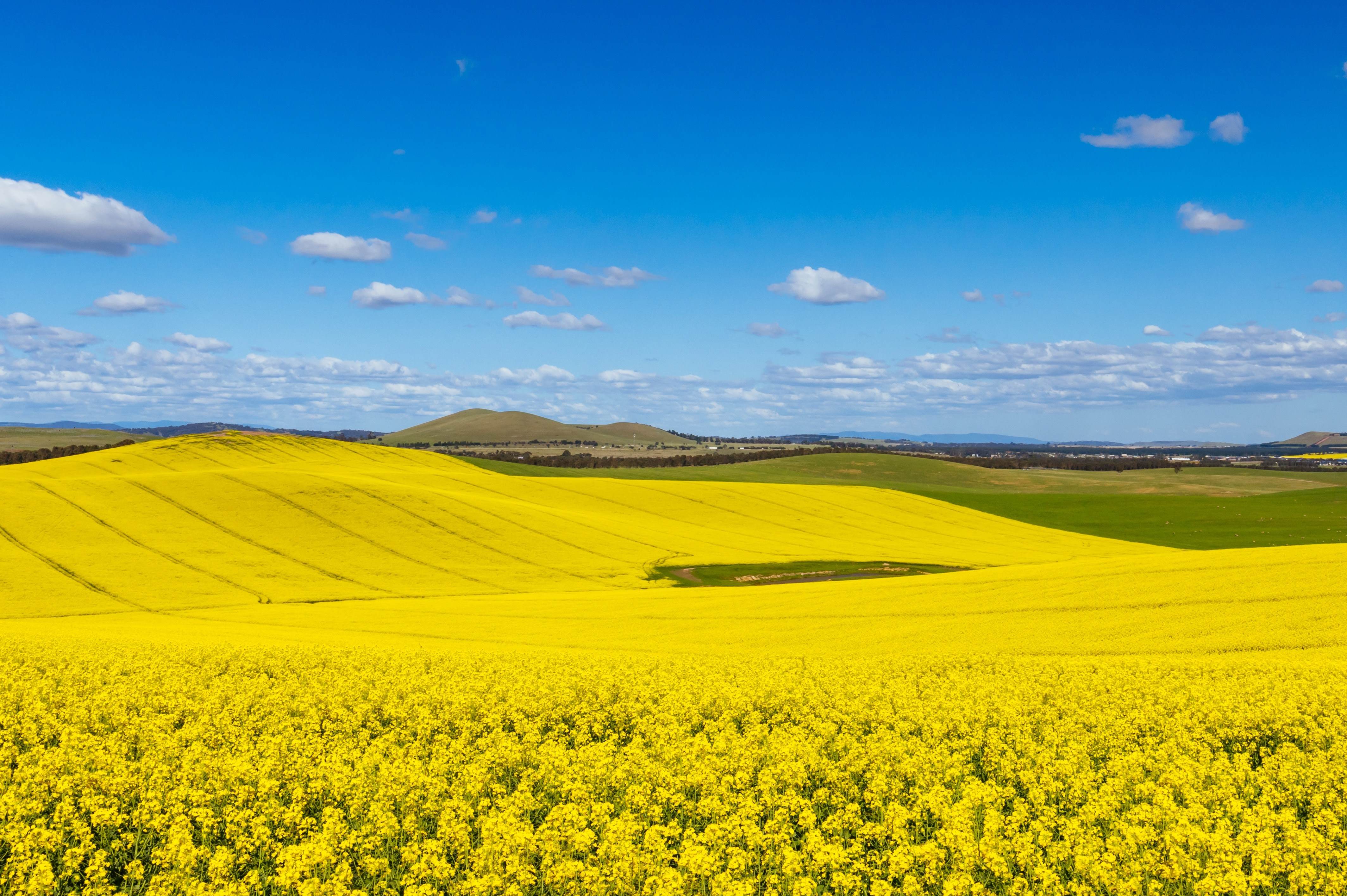 Large canola field 