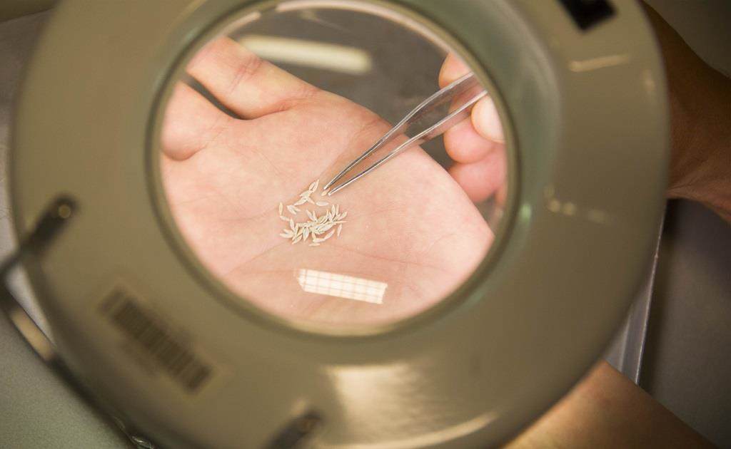 Seeds magnifying glass