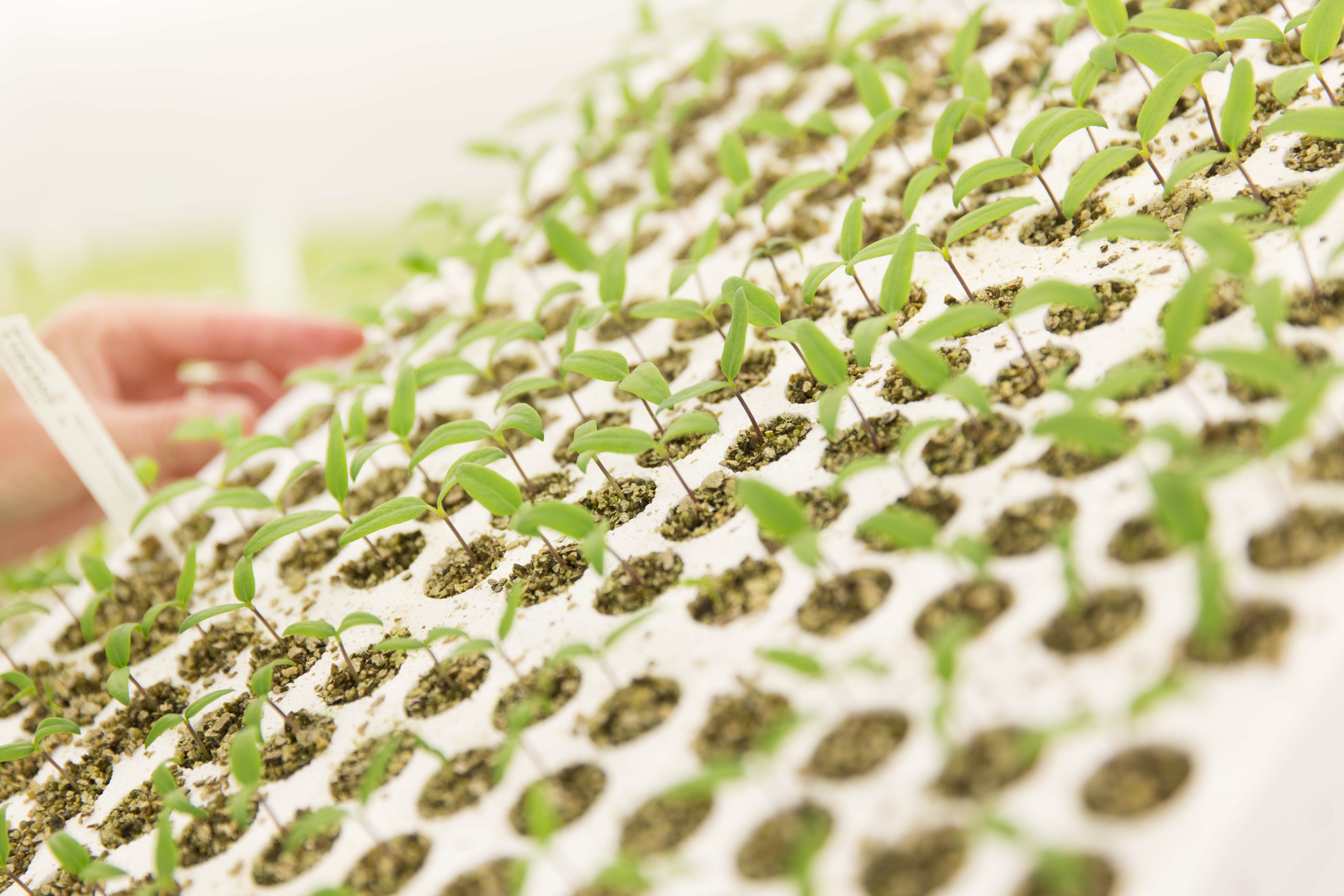 Seedlings in green house