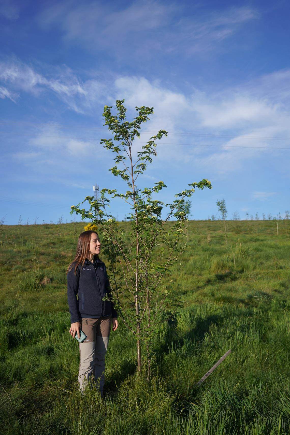Meisje naast een jonge boom als symbool voor het opschalen van herbebossing