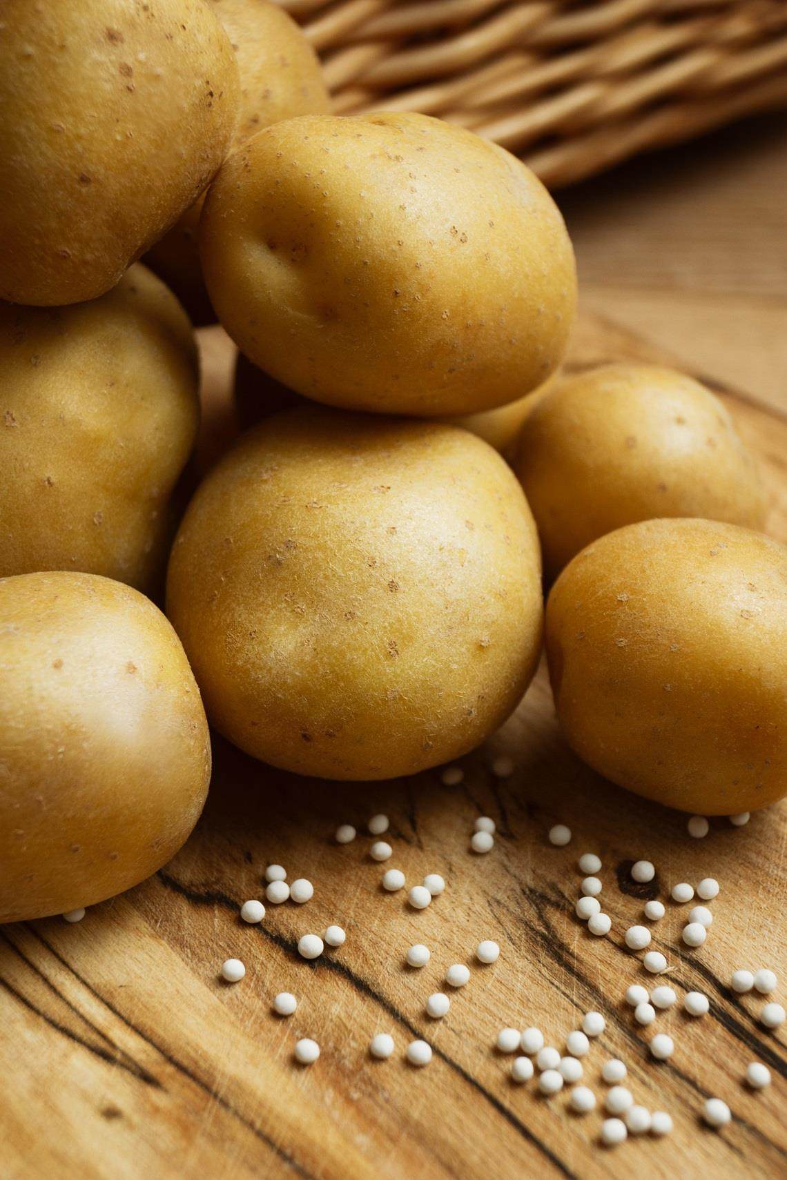 Pommes de terre issues de véritables semences de pommes de terre améliorées par la technologie de semences d'Incotec.