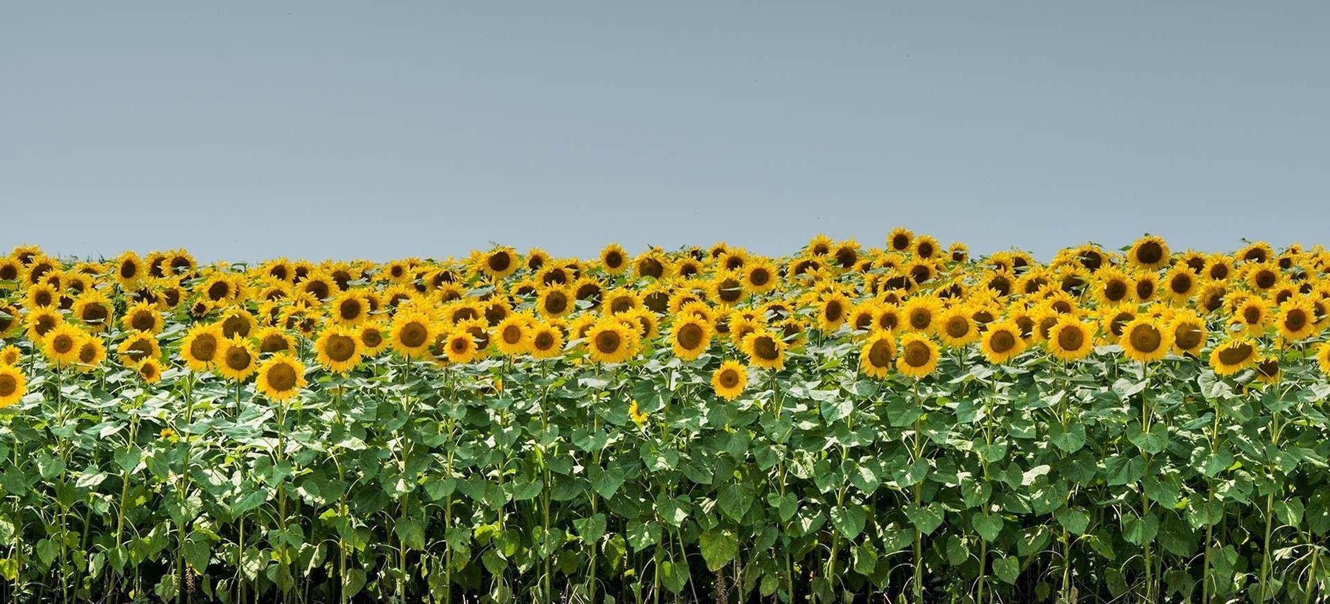 Zonnebloemen