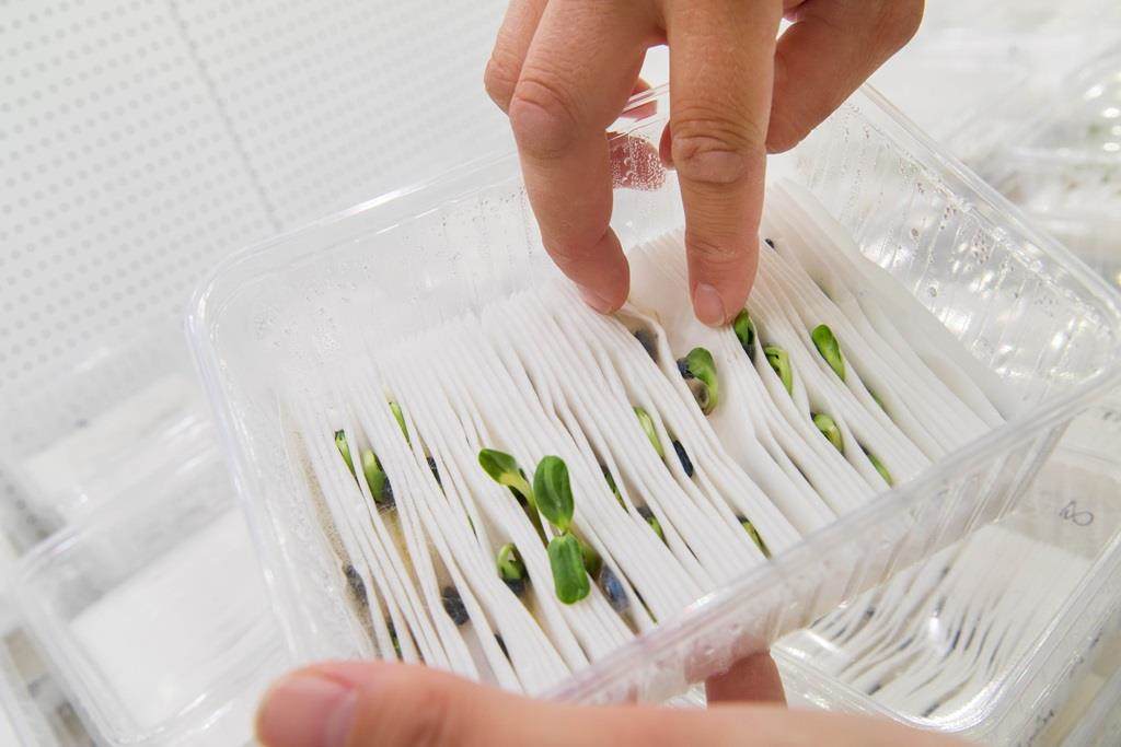 evaluación en laboratorio del efecto de los tratamientos de semillas sostenibles en la germinación