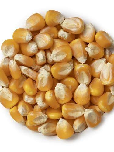 untreated corn seed