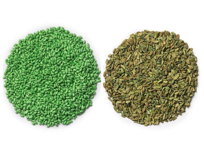 Two circles of carrot seeds. One is encrusted with Incotec's OnX the other is untrated