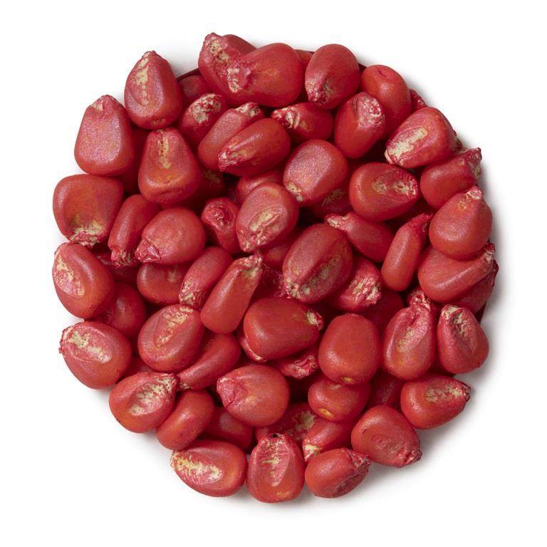 Corn seeds coated with a red microplastic-free film coat