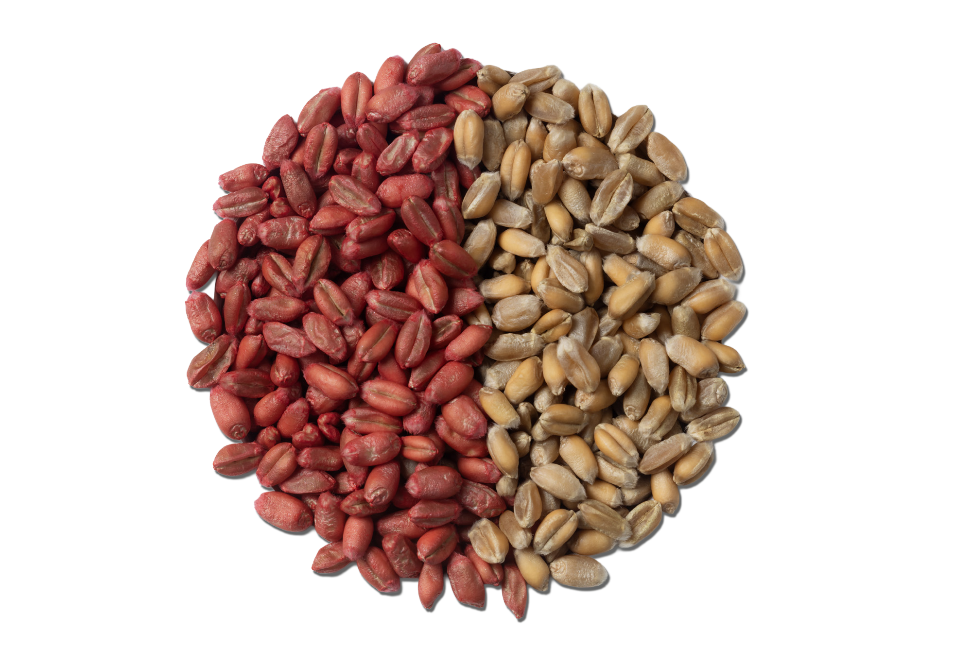 A circle of wheat seeds half of them are coaed with a microplastic-free seed coating from Incotec
