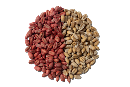 Un cercle de graines de blé, dont la moitié est enrobée avec un enrobage sans microplastiques d'Incotec