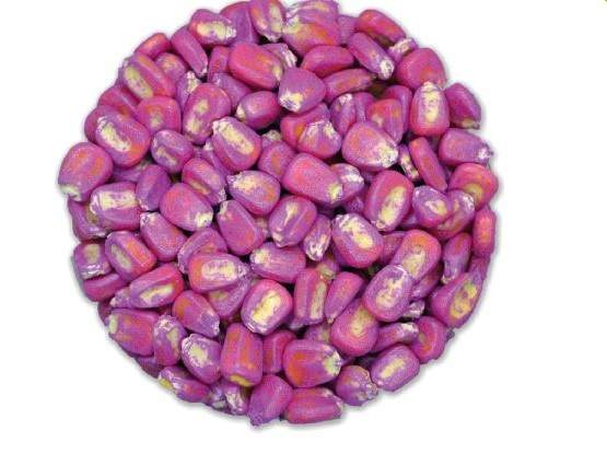 Corn coated with Incotec's Disco Pink L-1611