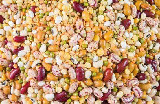 Mixed legumes that can be treated with Incotec's Disco Plus for better performance