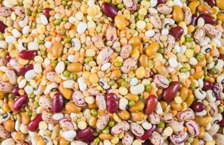 Mixed legumes that can be treated with Incotec's Disco Plus for better performance