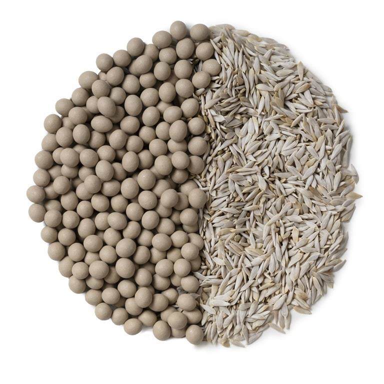 Coated and uncoated lettuce seed