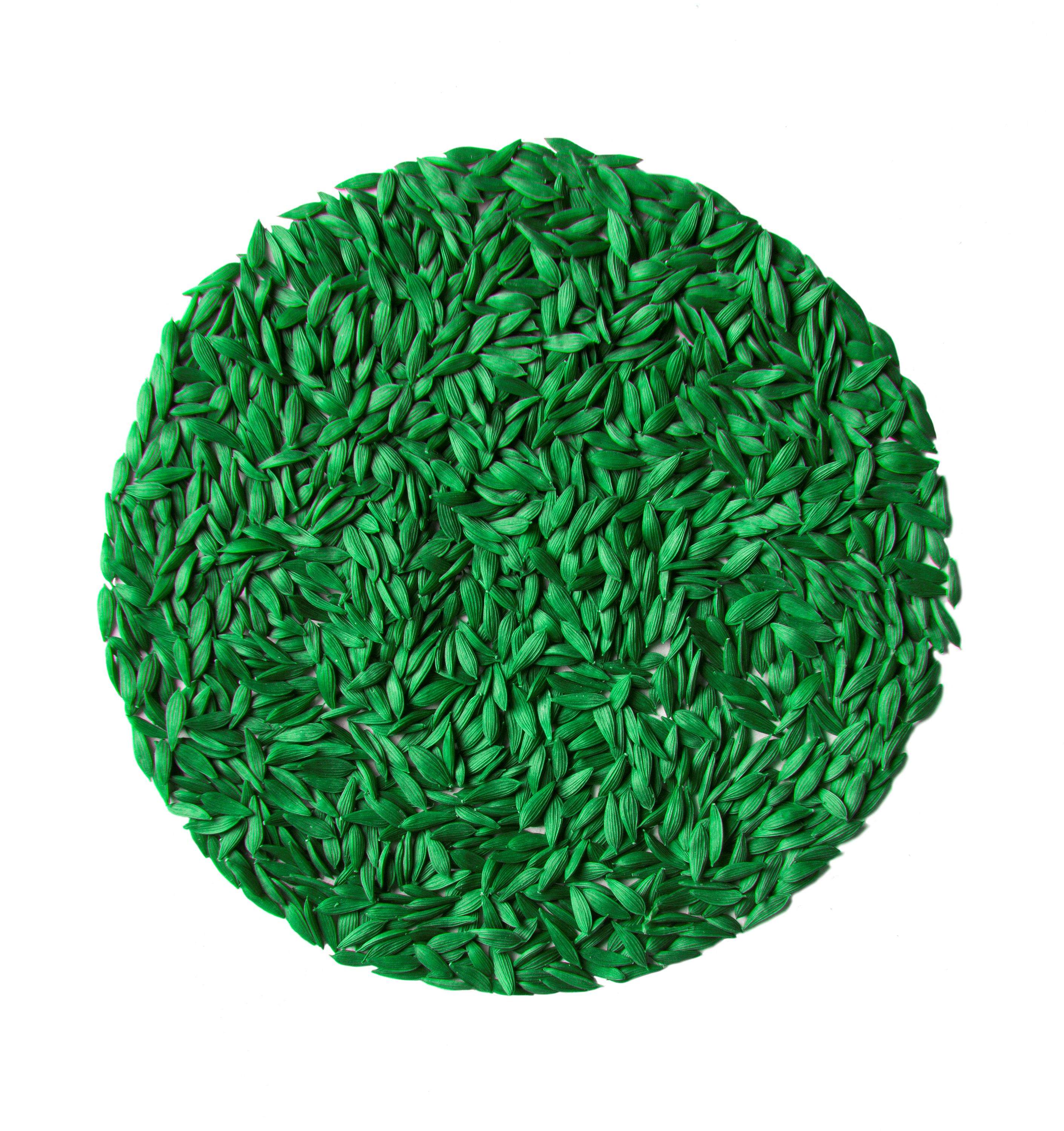 Lettuce seed coated with a green Incotec seed coating