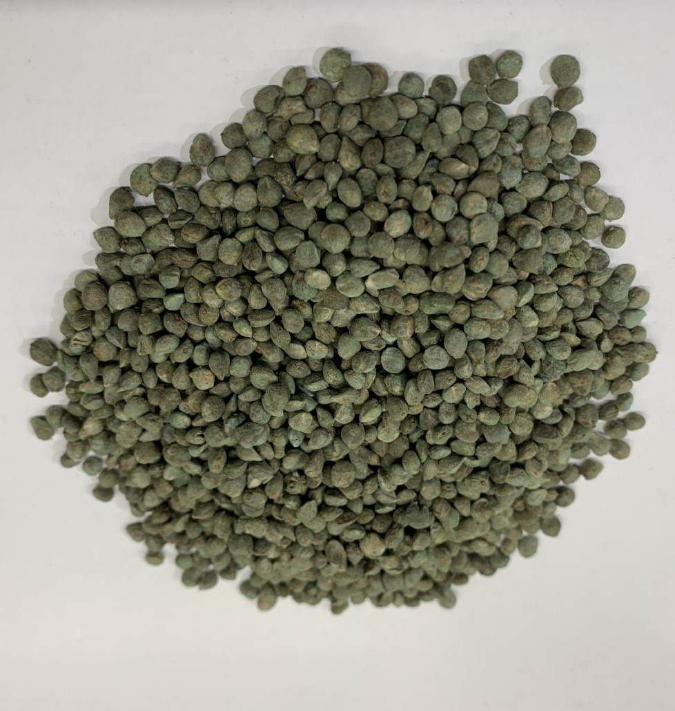 Spinach seeds treated with OmegaKote encrsuting
