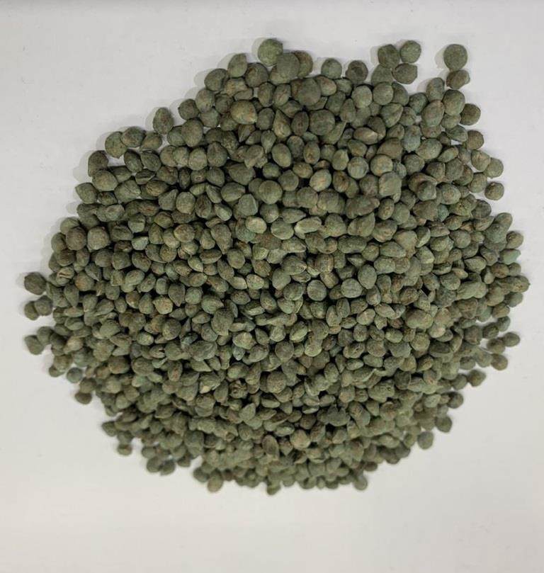 Spinach seeds treated with OmegaKote encrsuting