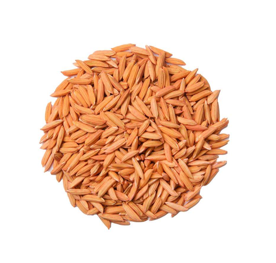 Rice seed film coated with Incotec's Disco Plus