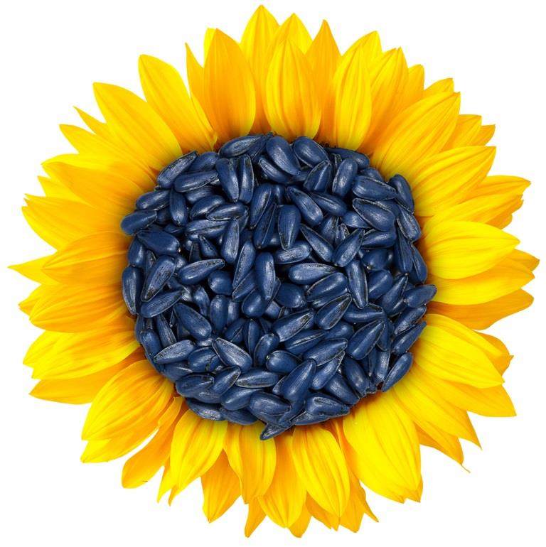 Zonnebloem gevuld met zaden gecoat met Incotec's Disco L-1523
