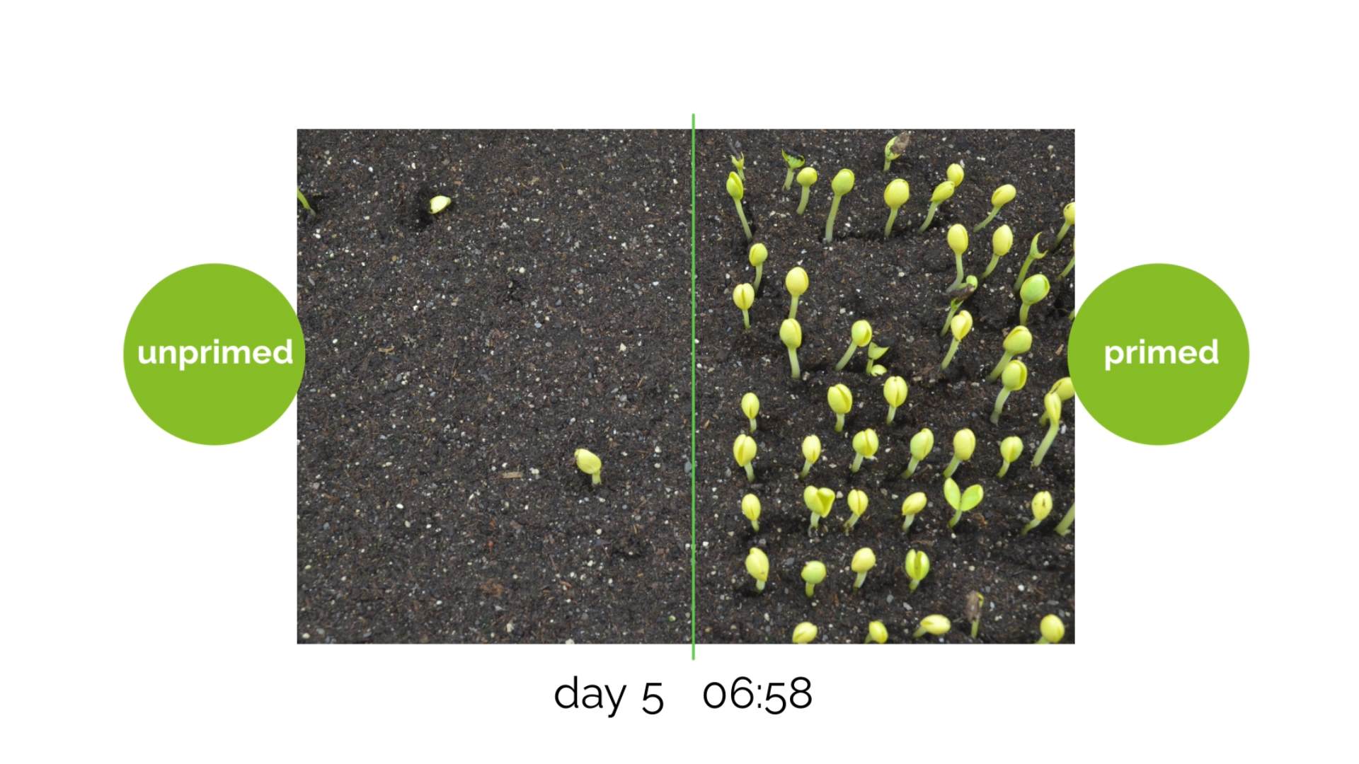 Incotec primed watermelon seed germinating faster and more uniformly than unprimed seed at suboptimal temperatures