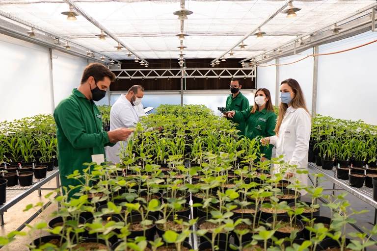 Inside greenhouses