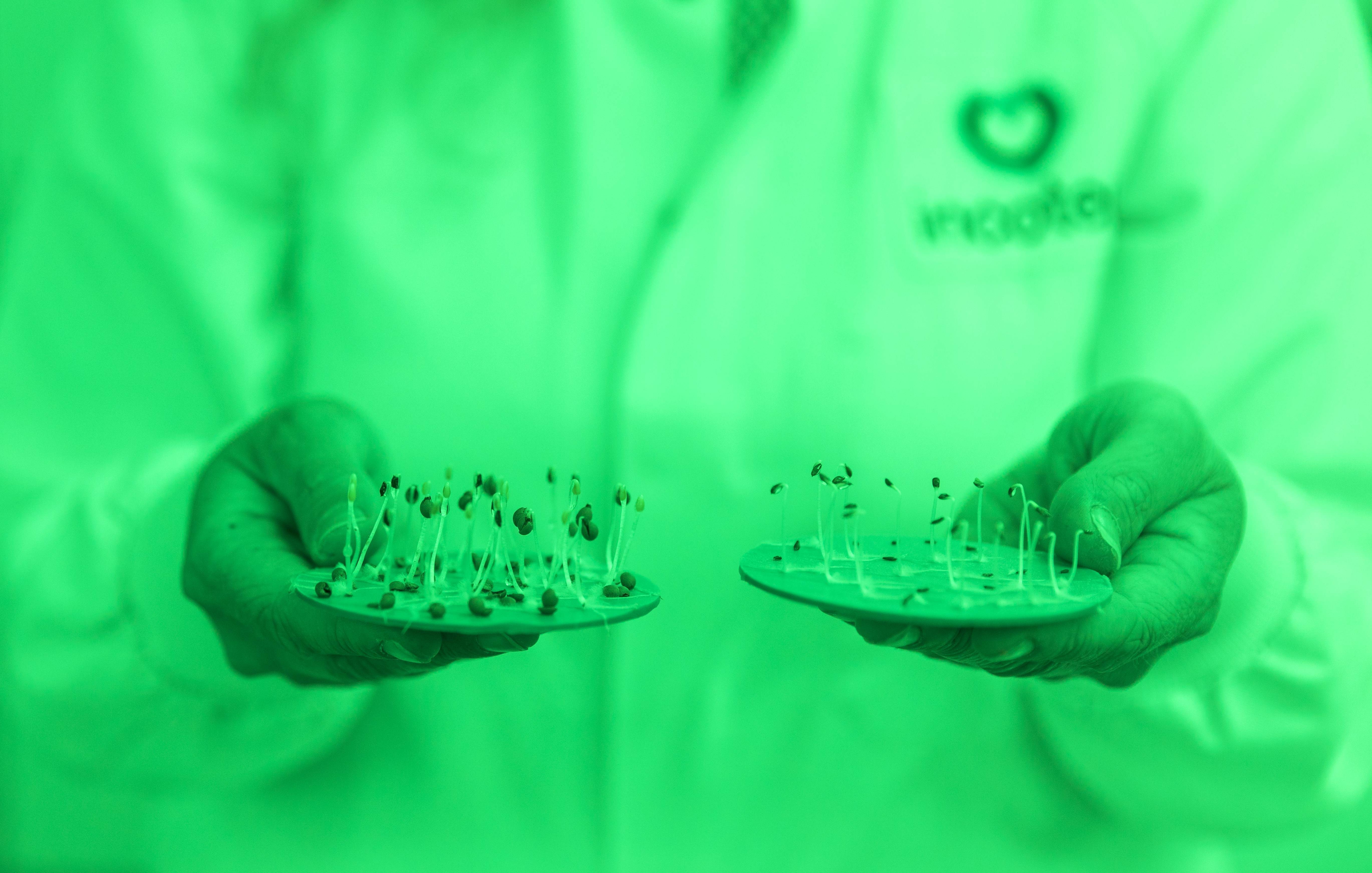 Seed Priming Seed Germination Issues Incotec Incotec