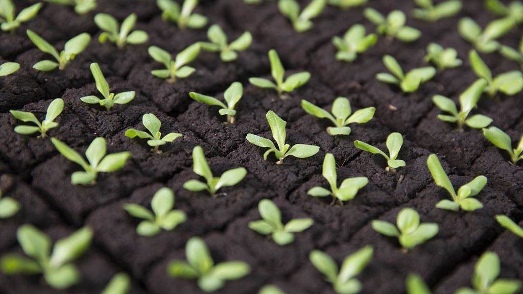 jeunes plants