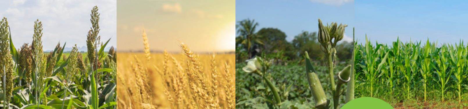 four crops in a field
