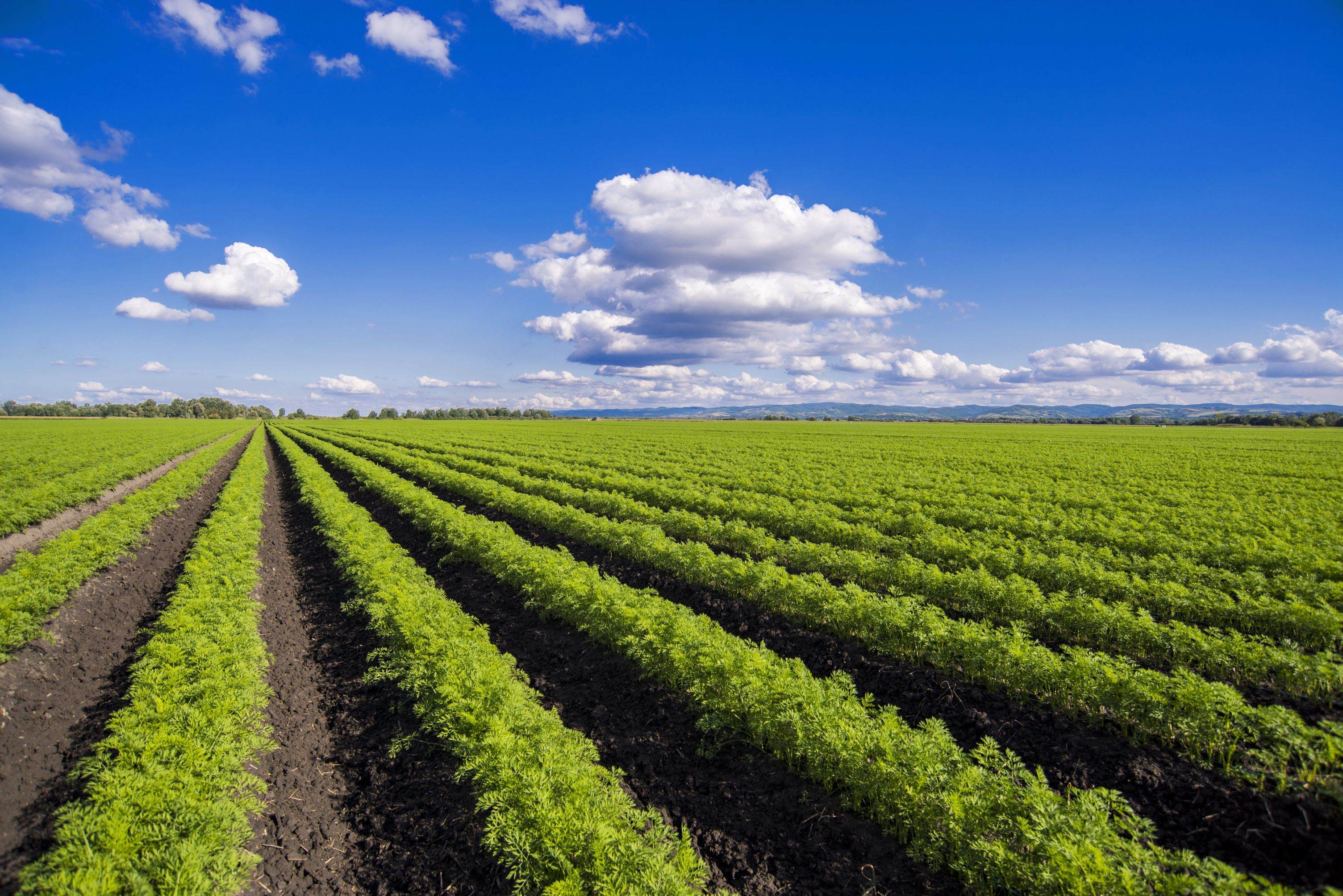 a field of carrots planted precisely in rows