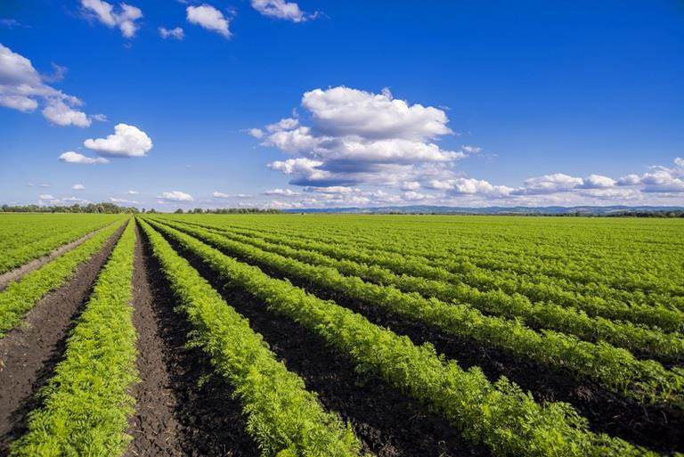 Um campo de cenouras plantadas com precisão em linhas