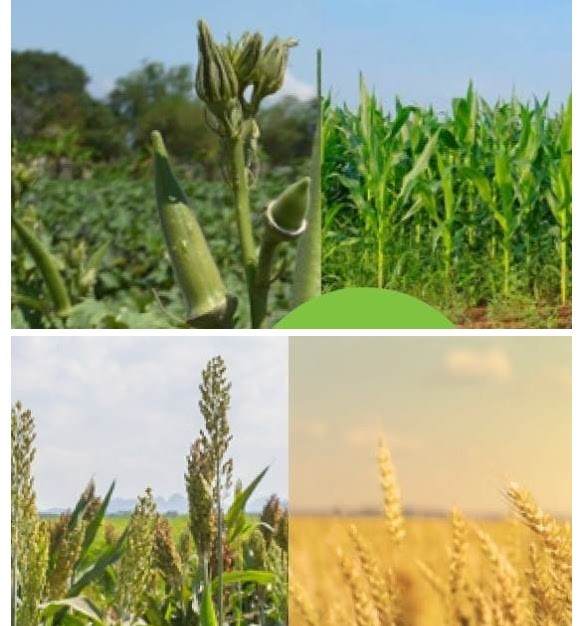 Seed enhancements products to improve field performance in Australia and New Zealand