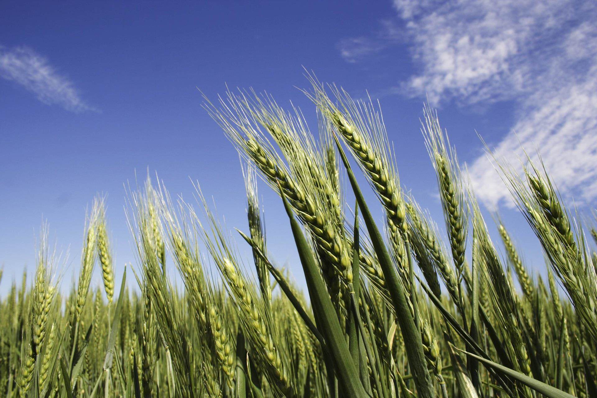 Wheat field