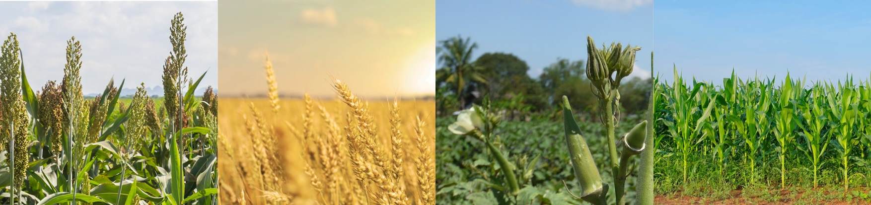 Collage of four fields with different broadacre crops