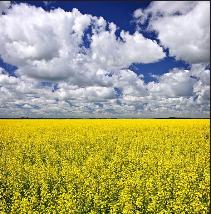 Field of oil seed rape