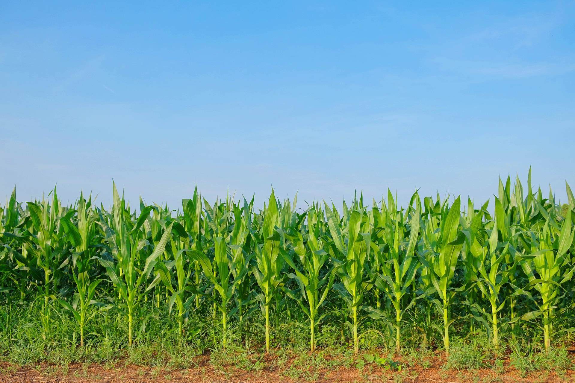 Corn crop