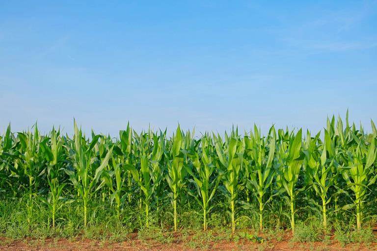 Culture de maïs