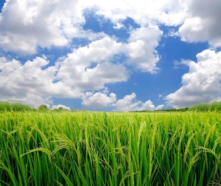 microplastic-free seed coatings offer a chance to improve sustainability in agriculture