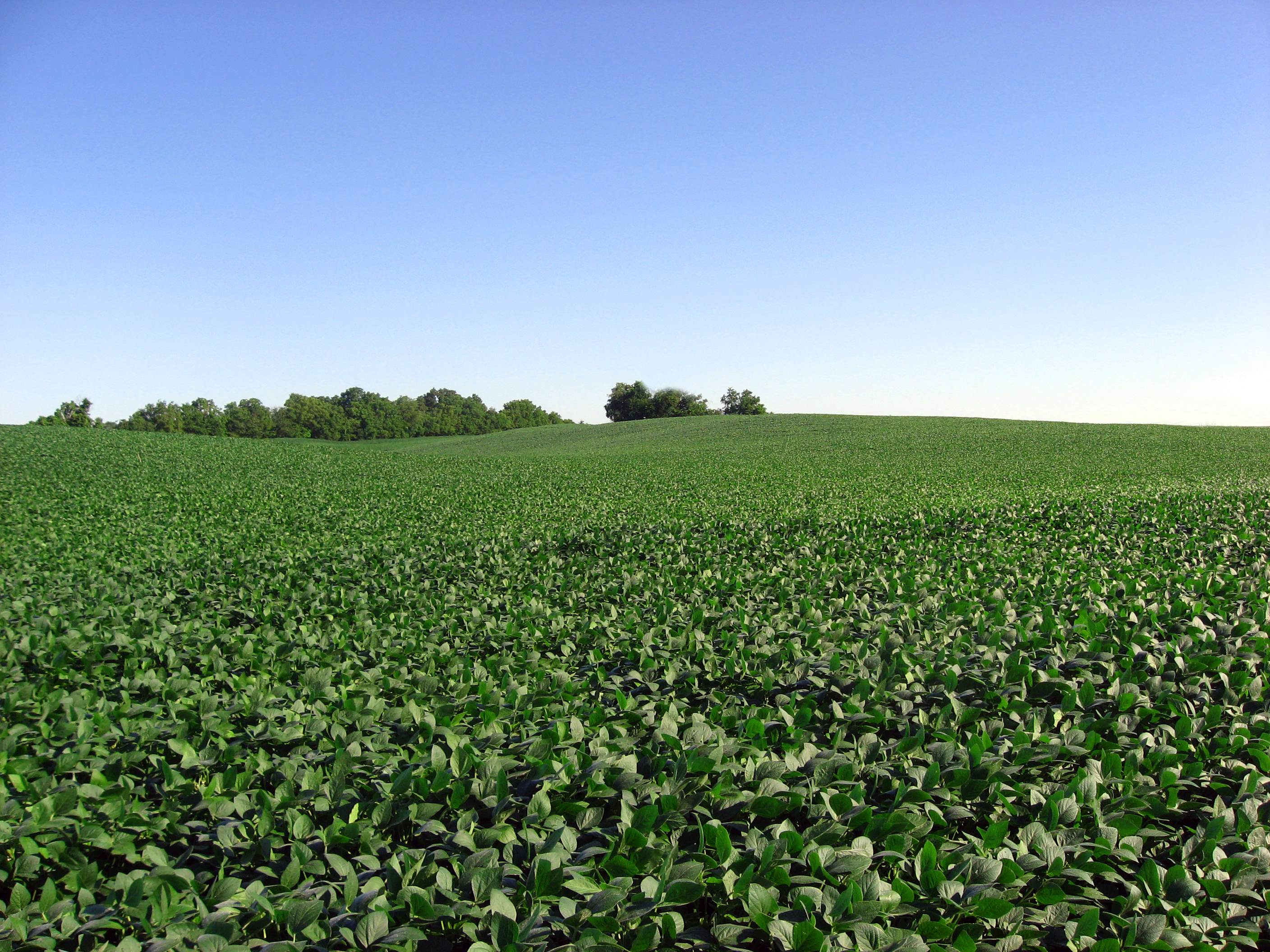 A large field with soybean plants