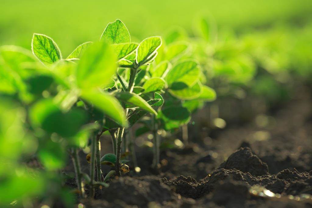 Soya plants in field