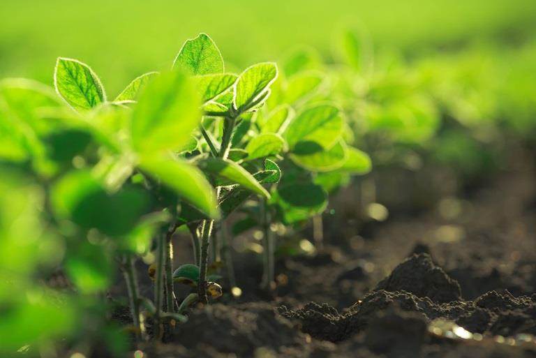 pequeñas plantas verdes en un campo