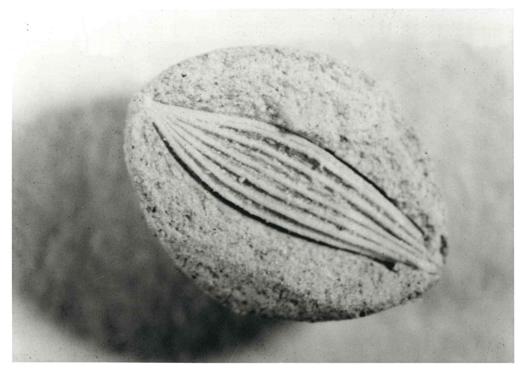 coated seed b/w
