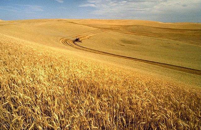 Grain field