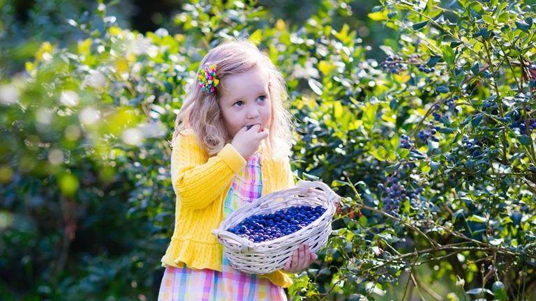 niña comiendo arándanos