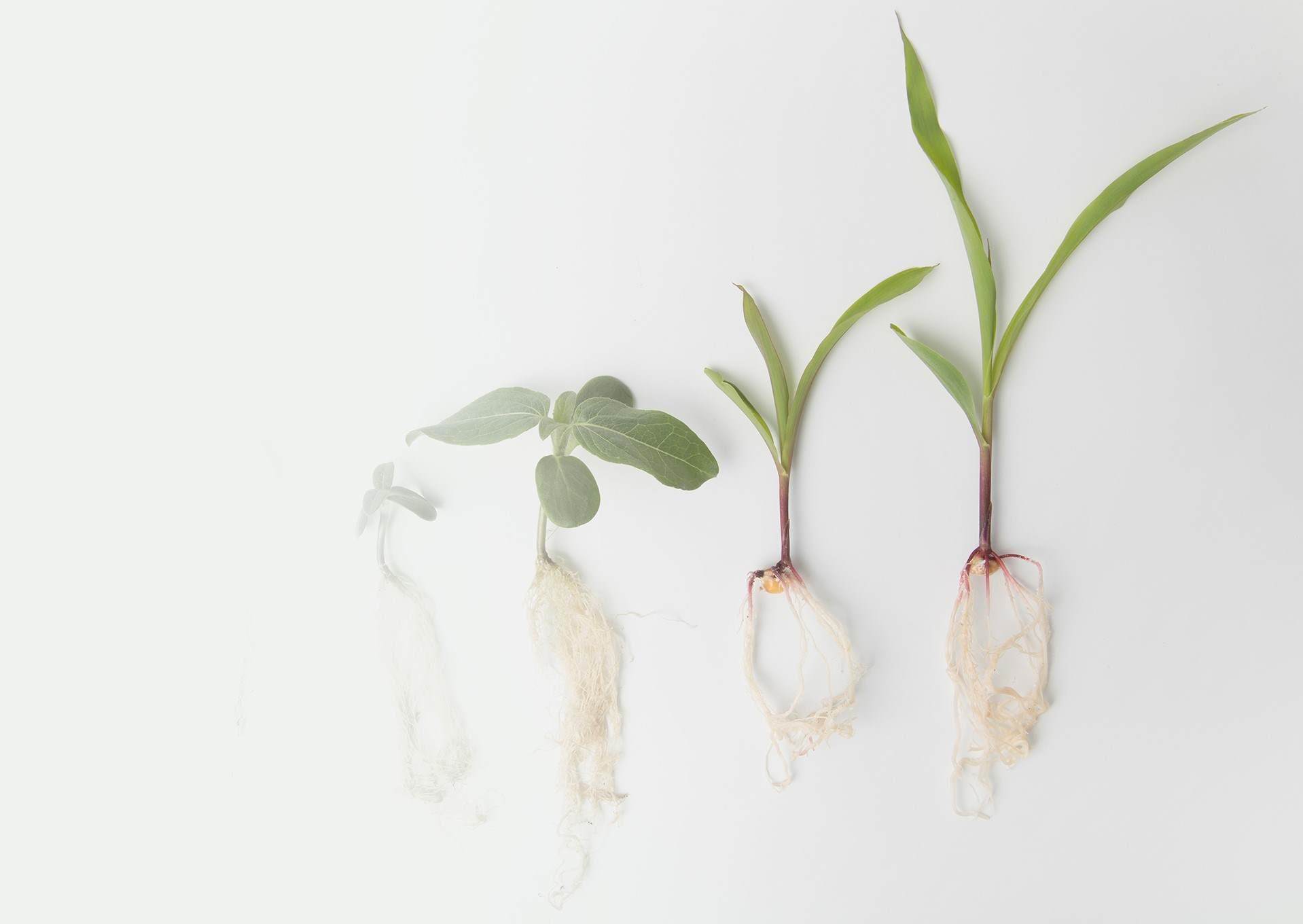 Foundation Seed Services - MCIA