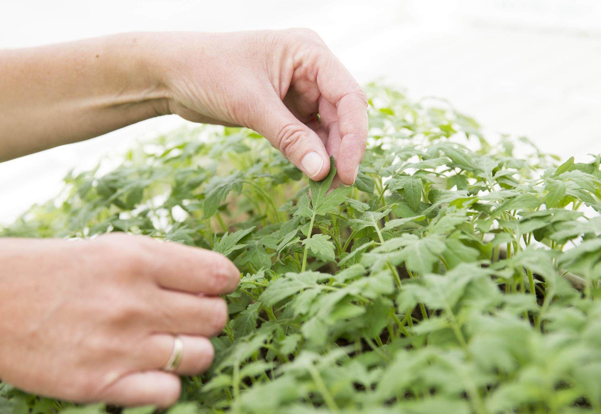 seedlings