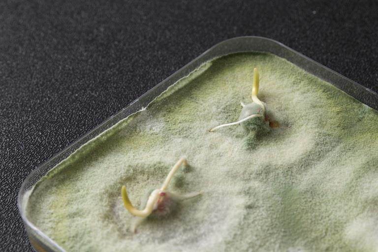 fungus on seeds in research into biological seed protection