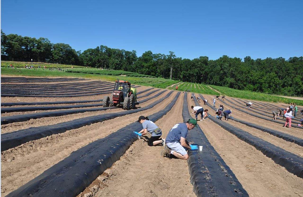 Voluntários da Croda ajudam a plantar sementes para a organização beneficente America's Grow-a-Row